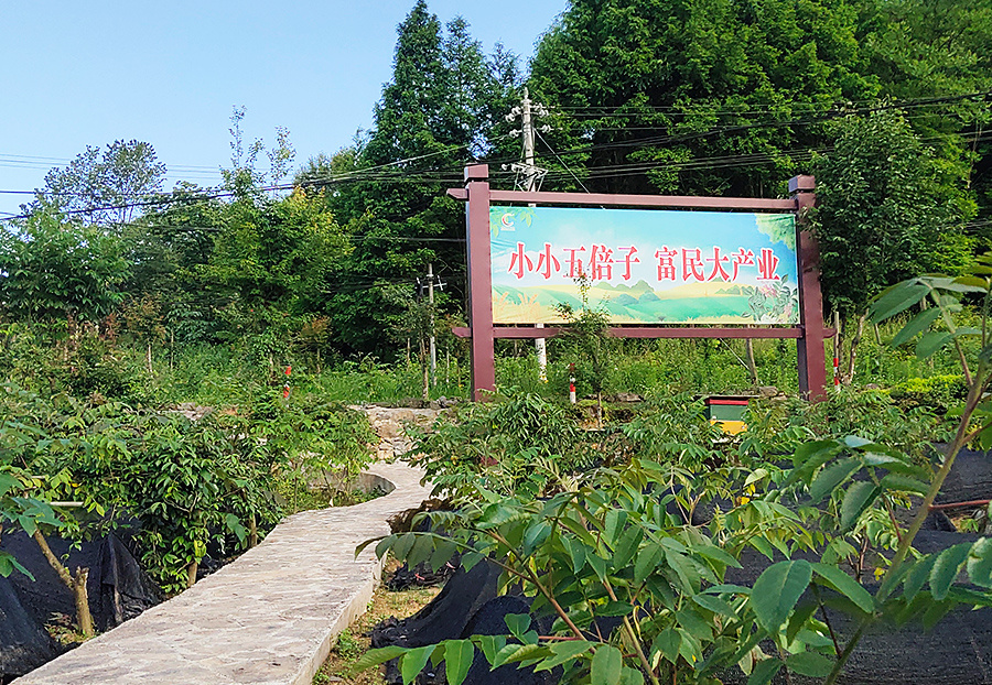 种植基地