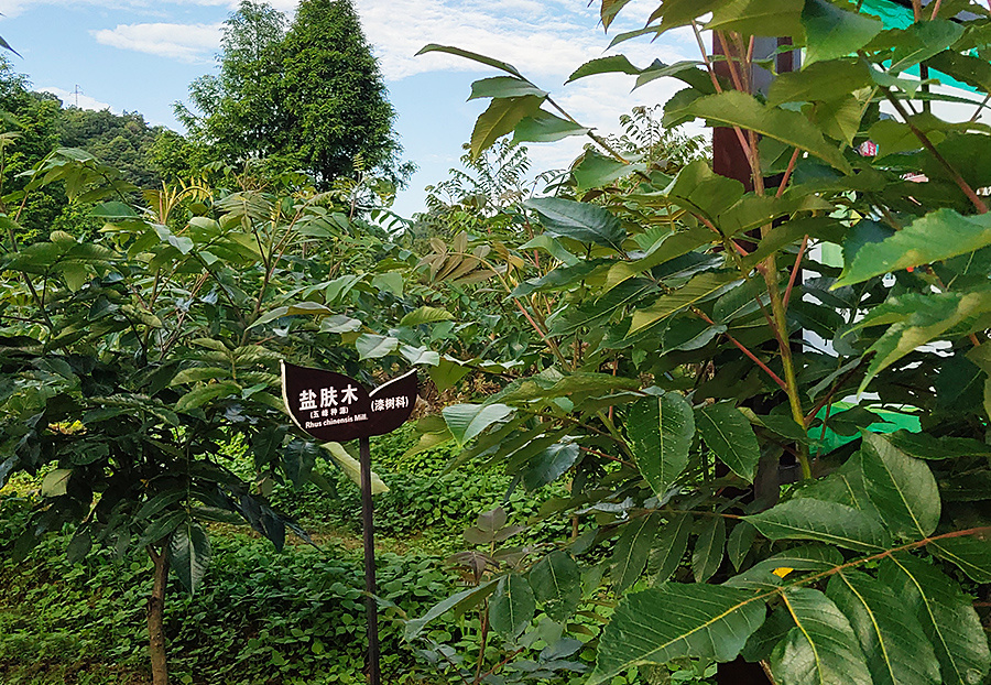 种植基地