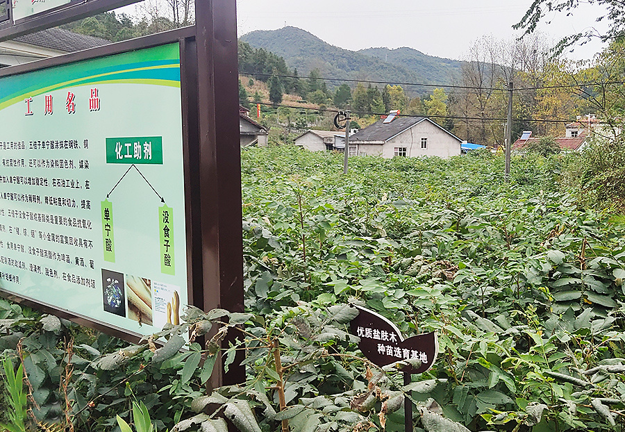 种植基地